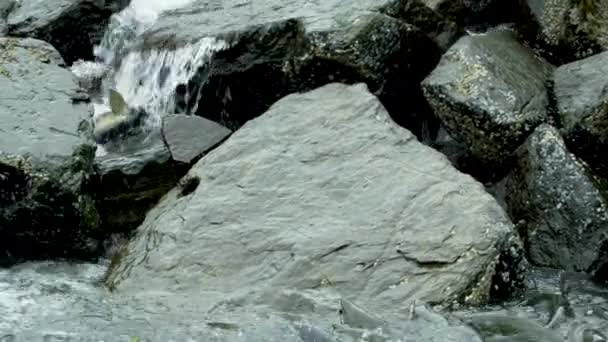 鮭は岩の多い河床に飛び込み 急流で上流に泳ぎます アラスカサーモン移行 挑戦と驚異に満ちた旅 アメリカ 2017年 — ストック動画