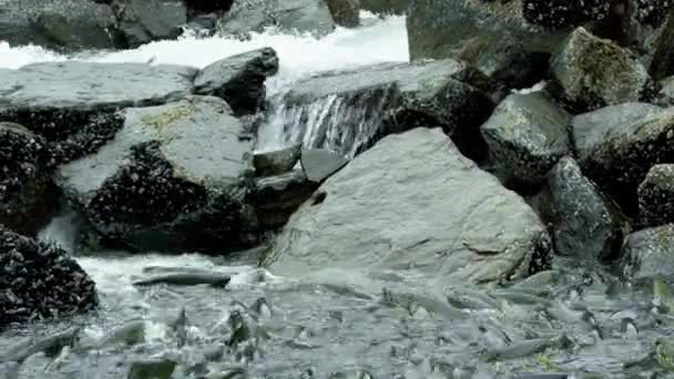 연어는 바위가 강바닥으로 뛰어들어 급류를 상류로 헤엄쳐 올라간다 칸살몬 Alaskan — 비디오