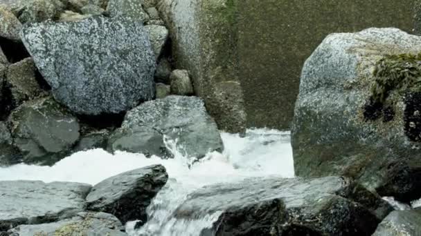 Zalm Springt Rotsachtige Rivierbeddingen Zwemt Stroomopwaarts Met Stroomversnellingen Alaska Zalmmigratie — Stockvideo