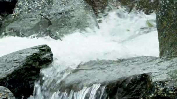 Salmon Melompat Dasar Sungai Berbatu Dan Berenang Hulu Dengan Jeram — Stok Video