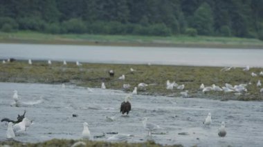 Kartallar ve martılar nehirde ziyafet çekiyorlar. Somon sürüleri yumurtlamak için geri yüzerler. Alaska 'daki Somon ve Yırtıcılarının Yaşam Döngüsü' nü keşfedin. ABD, 2017