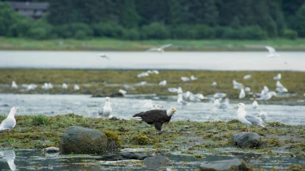 Burung Elang Dan Burung Camar Berpesta Sungai Sekolah Salmon Berenang — Stok Video