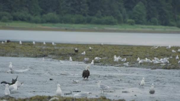 Adler Und Möwen Schlemmen Auf Dem Fluss Lachsschwärme Schwimmen Zum — Stockvideo