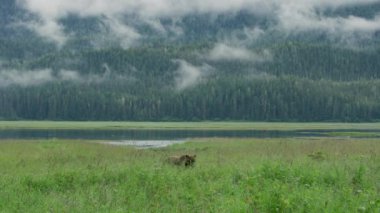 Anne kahverengi ayı ve iki yavrusu gölün kenarındaki çayırda avlanıp oynuyorlar. Vahşi Yaşam: Alaska Kahverengi Ayıları Yaz Çayırlarında ve Akıntılarda.. ABD, 2017