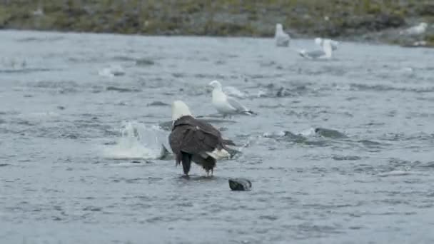 鹰和海鸥在河里大餐 成群的鲑鱼游回产卵地 探索阿拉斯加鲑鱼及其捕食动物的生命周期 2017 — 图库视频影像