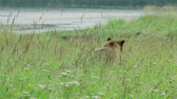 Matka Medvědice Hnědá Dvě Mláďata Hledající Hrající Louce Jezera Život — Stock video
