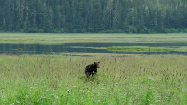 母親の茶色のクマと2匹の赤ちゃんが牧草地で湖で耕作して遊んでいます 野生の生活 夏の草原やストリームでアラスカの茶色のクマ アメリカ 2017年 — ストック動画