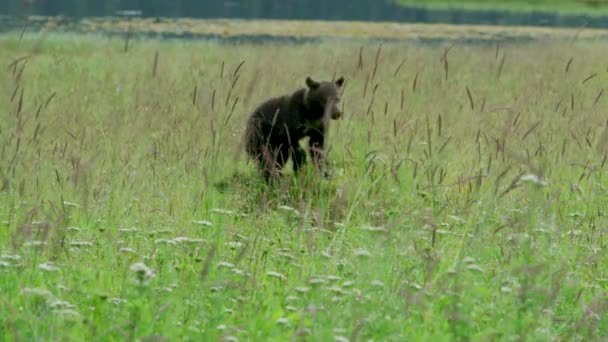 Braunbärenmutter Und Zwei Junge Die Auf Der Wiese See Suchen — Stockvideo