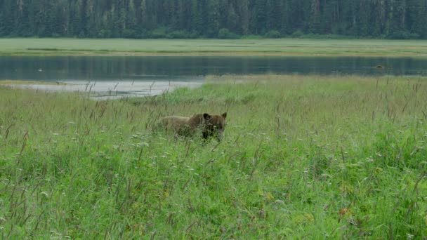 母熊和两只幼熊在湖边的草地上觅食玩耍 野外生活 阿拉斯加棕熊在夏天的草原和溪流中 2017 — 图库视频影像