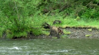 Dişi bir kahverengi ayı ve iki yavrusu nehrin kıyısında yiyecek arıyorlar. Vahşi Yaşam: Alaska Kahverengi Ayıları Yaz Çayırlarında ve Akıntılarda.. ABD, 2017