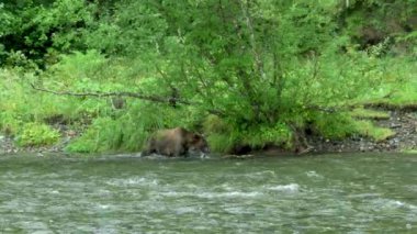 Dişi bir kahverengi ayı ve iki yavrusu nehrin kıyısında yiyecek arıyorlar. Vahşi Yaşam: Alaska Kahverengi Ayıları Yaz Çayırlarında ve Akıntılarda.. ABD, 2017