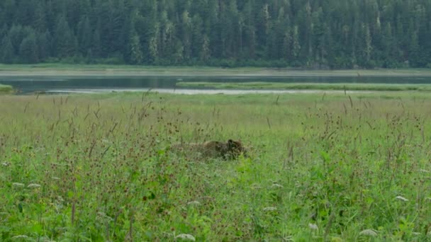 母親の茶色のクマと2匹の赤ちゃんが牧草地で湖で耕作して遊んでいます 野生の生活 夏の草原やストリームでアラスカの茶色のクマ アメリカ 2017年 — ストック動画
