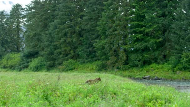 母熊和两只幼熊在湖边的草地上觅食玩耍 野外生活 阿拉斯加棕熊在夏天的草原和溪流中 2017 — 图库视频影像