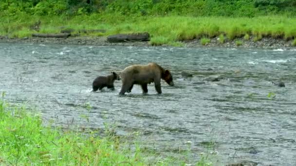 一只棕色母熊带着她的两只小熊穿过草原上的一条浅水河 野外生活 阿拉斯加棕熊在夏天的草原和溪流中 2017 — 图库视频影像