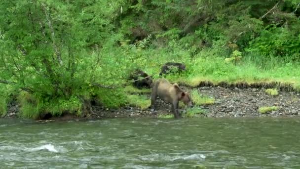 一只雌性棕熊和它的两只幼崽在河边的水里觅食 野外生活 阿拉斯加棕熊在夏天的草原和溪流中 2017 — 图库视频影像