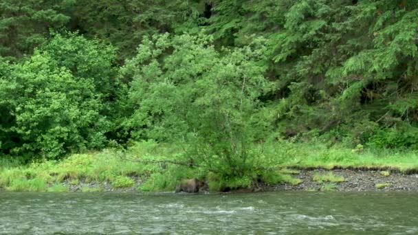 川の水の中で雌の茶色のクマと彼女の2匹の赤ちゃんの飼料 野生の生活 夏の草原やストリームでアラスカの茶色のクマ アメリカ 2017年 — ストック動画