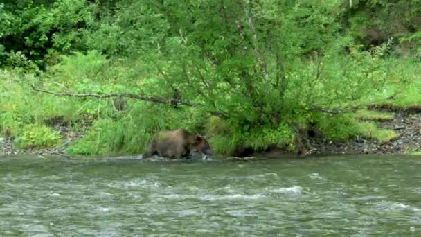 Самка Бурого Ведмедя Двоє Малят Харчуються Воді Біля Річки Life — стокове відео