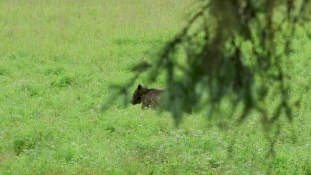 Zelené Trávě Pomalu Kráčí Medvěd Hnědý Život Divočině Aljašští Medvědi — Stock video