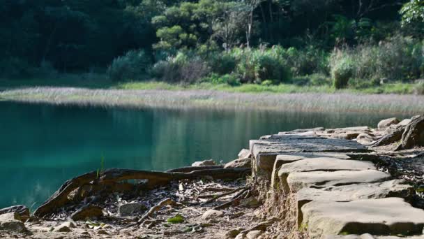 만들어 호숫가의 보도에는 나무뿌리가 산책로 관광에 시기이다 Xinshan Dream Lake — 비디오