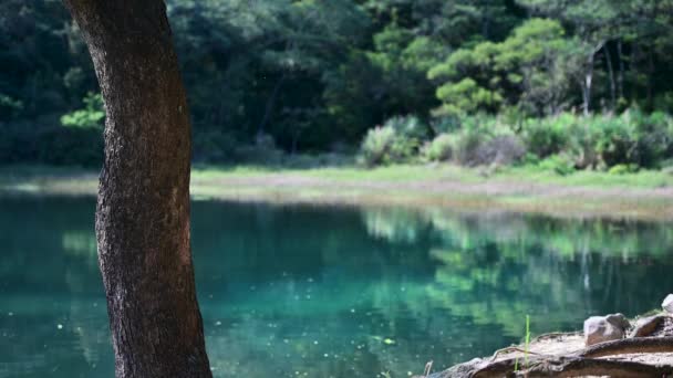 Temiz Desenli Ağaç Gövdelerinin Arkasında Dalgalı Göl Suyu Var Bahar — Stok video
