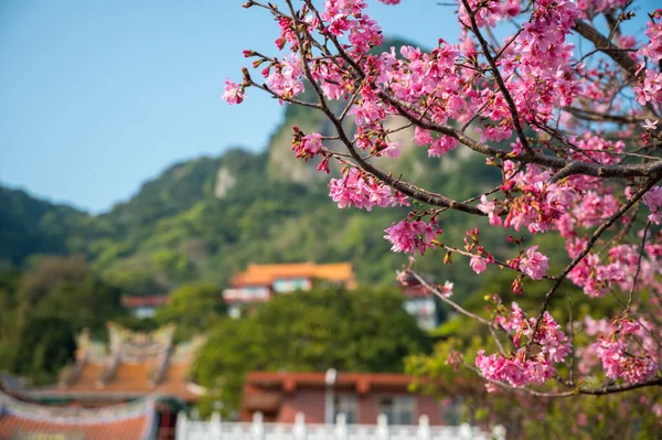 Temples Green Hills Background Focus Pink Flowers Lingyun Temple Oldest — Stock Photo, Image