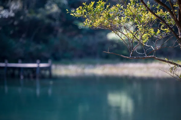 Зелені Гілки Озерна Вода Невеликий Дерев Яний Пірс Жива Свіжа — стокове фото