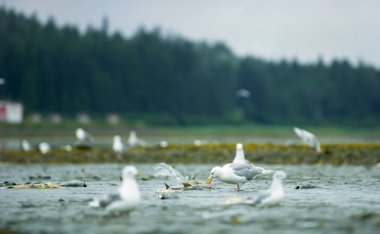 Martılar yiyecek için nehirde ileri geri mekik dokuyorlar. Etrafta somon var. Somon olarak hayvan besin zinciri tatlı suya yumurtlamak için geri döner, Alaska, 2017 yazı..