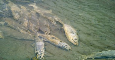Umutsuzca mücadele. Somon balığı nehirde hayatta kalmak için mücadele eder. Somon leşi. Somon olarak hayvan besin zinciri tatlı suya yumurtlamak için geri döner, Alaska, 2017 yazı..