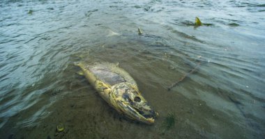 Umutsuzca mücadele. Somon balığı nehirde hayatta kalmak için mücadele eder. Somon leşi. Somon olarak hayvan besin zinciri tatlı suya yumurtlamak için geri döner, Alaska, 2017 yazı..