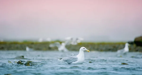 Seagulls Shuttle Back Forth River Food Salmon Animal Food Chain — Stock Photo, Image