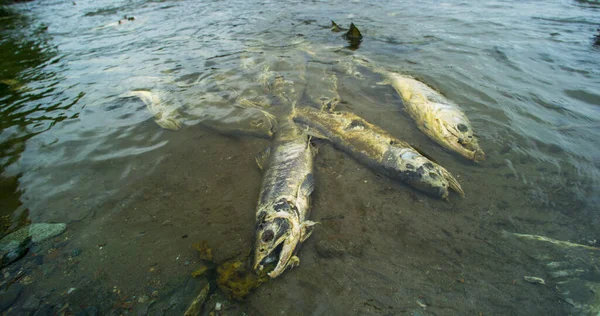 Umutsuzca mücadele. Somon balığı nehirde hayatta kalmak için mücadele eder. Somon leşi. Somon olarak hayvan besin zinciri tatlı suya yumurtlamak için geri döner, Alaska, 2017 yazı..