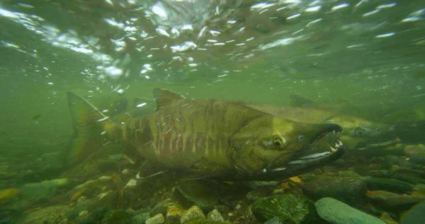 Salmon in the river, ready to swim against the current. Underwater photography. Alaskan Salmon Migration: A Journey Full of Challenges and Wonders. USA., 2017