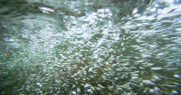 The impact of the river water produced many small white bubbles. Alaskan Salmon Migration: A Journey Full of Challenges and Wonders. USA., 2017