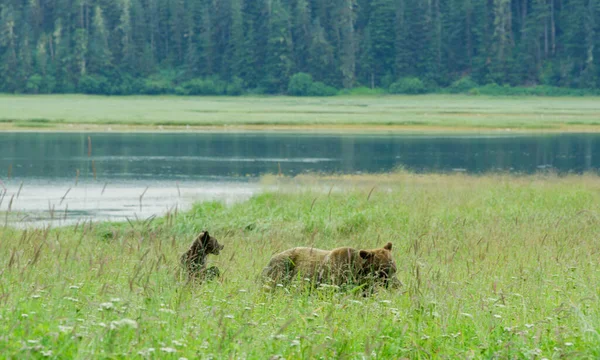 母親の茶色のクマと2匹の赤ちゃんが牧草地で湖で耕作して遊んでいます 野生の生活 夏の草原やストリームでアラスカの茶色のクマ アメリカ 2017年 — ストック写真