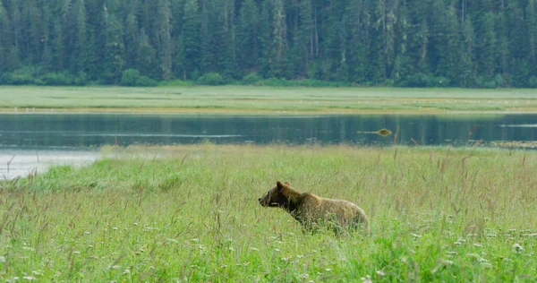 一只棕熊正在绿草上悠闲地走着 野外生活 阿拉斯加棕熊在夏天的草原和溪流中 2017 — 图库照片