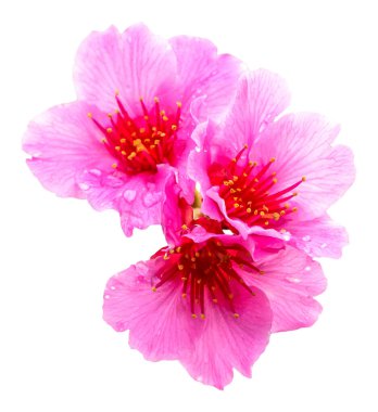 Yağmur damlalı Sakura. Yağmurdan sonra taze pembe kiraz çiçekleri. Güzel çiçek ıssız bir yerde açar..
