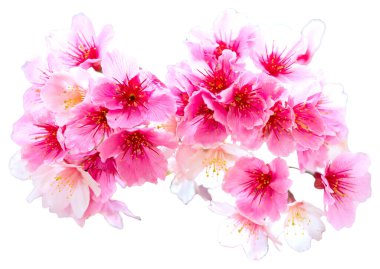 Yağmur damlalı Sakura. Yağmurdan sonra taze pembe kiraz çiçekleri. Güzel çiçek ıssız bir yerde açar..