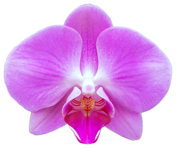 Eine Blühende Magenta Phalaenopsis Schöne Blütenpracht Ist Isoliert — Stockfoto