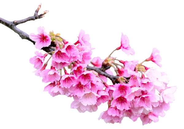Yağmur Damlalı Sakura Yağmurdan Sonra Taze Pembe Kiraz Çiçekleri Güzel — Stok fotoğraf