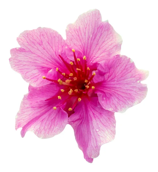 樱花与雨滴 雨后新鲜的粉色樱桃开花 美丽的花朵是孤立的 — 图库照片