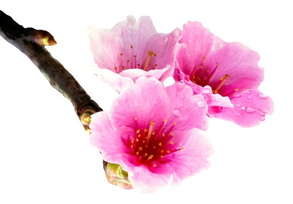 雨が降ったさくら 雨の後に新鮮なピンクの桜 美しい花を咲かせます — ストック写真