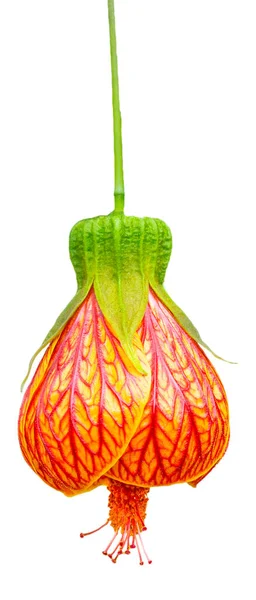 Abutilon Çiçekli Akçaağaç Çan Fener Şeklinde Yakın Plan Çekim Güzel Stok Fotoğraf