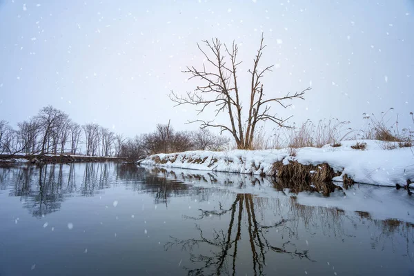Aproveite Vistas Serenas Árvores Cobertas Neve Paisagens Neve Intocadas Beleza — Fotografia de Stock