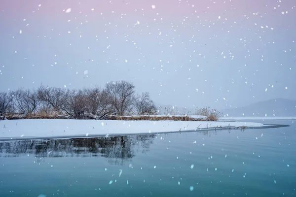 Aproveite Vistas Serenas Árvores Cobertas Neve Paisagens Neve Intocadas Beleza — Fotografia de Stock