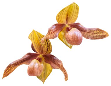 Çiçek renkleri sarı ve kahverengidir. Paphiopedilum cinsinin bir orkidesi. İzole edilmiş güzel bitkilere yakın çekim.