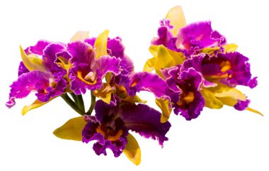 Çiçek renkleri pembe, sarı ve mordur. Cattleya cinsinden bir orkide. İzole edilmiş güzel bitkilere yakın çekim.