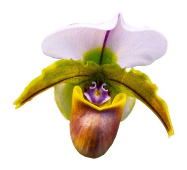 Çiçek renkleri kahverengi, yeşil ve beyazdır. Paphiopedilum cinsinin bir orkidesi. İzole edilmiş güzel bitkilere yakın çekim.