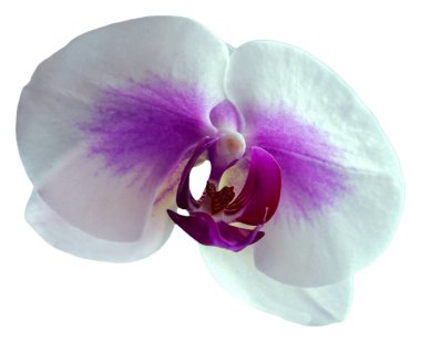 Çiçek renkleri mor, beyaz ve sarıdır. Phalaenopsis cinsinin bir orkidesi. İzole edilmiş güzel bitkilere yakın çekim.