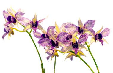 Çiçek renkleri mor, beyaz ve sarıdır. Dendrobium cinsinin bir orkidesi. İzole edilmiş güzel bitkilere yakın çekim.