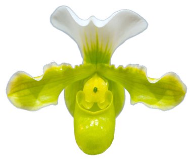 Çiçek renkleri yeşil, beyaz ve sarıdır. Paphiopedilum cinsinin bir orkidesi. İzole edilmiş güzel bitkilere yakın çekim.